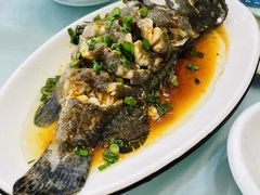 清蒸石斑-金海湾海鲜排档(朱家尖店)