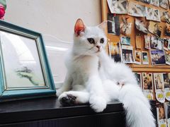 -猫色咖啡·猫咖