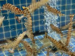 -碧海银沙海鲜餐厅(恒大海上威尼斯店)