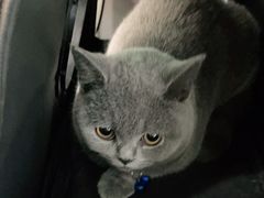 -纳吉亚猫专科动物医院博雅分院
