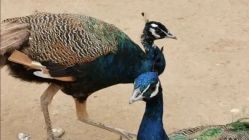 -萌宠亲子动物乐园(槐房万达店)