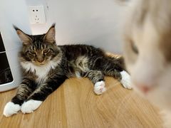 -COLOR PETS 撸猫馆·购猫·猫咖(长风大悦城店)