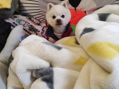 -帕帕拉兹宠物(亚洲旗舰店)