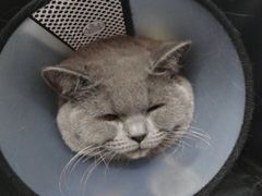 -伟伟宠物医院·CT影像中心·瑞派犬猫综合性门诊(汉口总院)