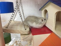 -龙猫仔乐园(惠福东路店)