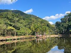 -西双版纳原始森林公园