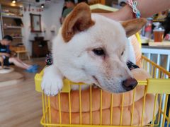 -南京Hallo宠物乐园·哈罗犬舍·柴犬繁育基地
