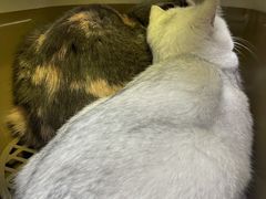 -伟伟宠物医院·CT影像中心·瑞派犬猫综合性门诊(汉口总院)