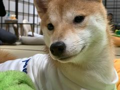 -逗柴咖啡屋·狗咖猫咖宠物桌游