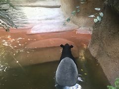 -圣地亚哥动物园