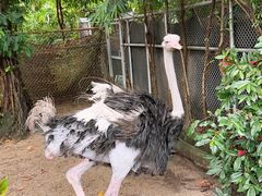 -广州长隆飞鸟乐园