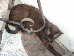 -喵屿·大理花园猫咖