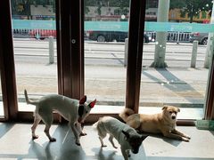 -安安宠医·安宠宠物医院