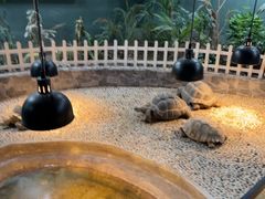 -上海大自然野生昆虫馆(东方明珠·爬宠昆虫探索中心)