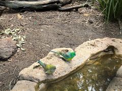 -费瑟代尔野生动物园