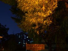 -三里屯东五街银杏大道