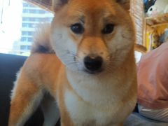 -南京Hallo宠物乐园·哈罗犬舍·柴犬繁育基地