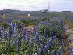 android_upload_pic-紫颐香薰山谷景区