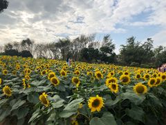 -松山湖梦幻百花洲