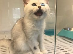 -lincat·猫舍(广州店)