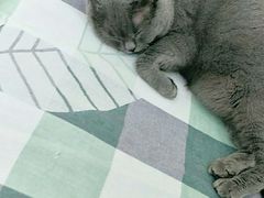 -鼓捣猫呢主题猫咖店