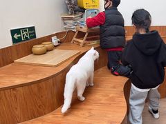 -有猫主题·治愈系猫咖(曾厝垵店)