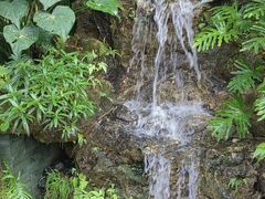 -深圳仙湖植物园