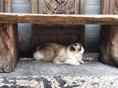 -喵屿·大理花园猫咖