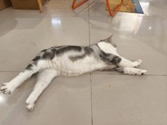 -平行世界·猫咖(首经贸店)