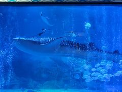 -烟台海昌鲸鲨海洋公园