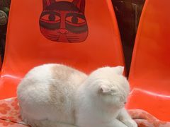 -猫咪博物馆(顶澳仔猫街店)