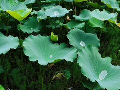-荔湾湖公园