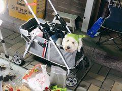 -中环花鸟鱼虫市场