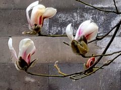 -东华门大街小区