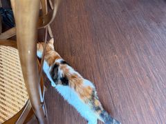 -猫岛主趣味餐厅(鼓浪屿店)