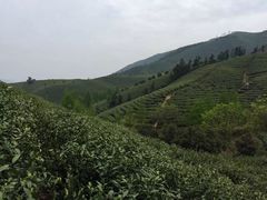 -帐篷客·溪龙茶谷度假酒店