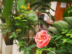 -独食火锅·半米屋台(直营总店)