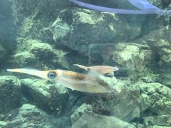 -鹿儿岛水族馆