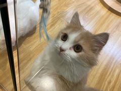 -啵啵喵·猫咖(攀华国际店)