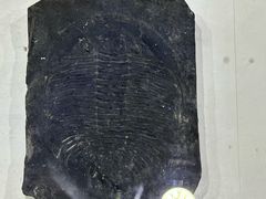 -中国第四纪冰川遗迹陈列馆