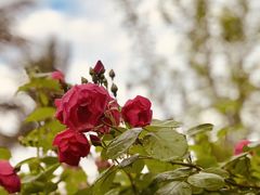 -三圣花乡旅游区