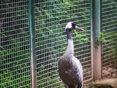 -青藏高原野生动物园