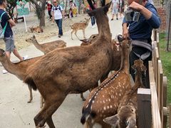 -鹿境梅花鹿生态园区