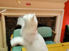 -猫色咖啡·猫咖