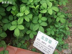 -广州神农草堂中医药博物馆