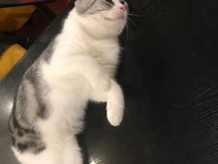 -猫小院猫主题咖啡厅(北锣店)