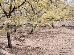 -合肥野生动物园