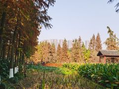 -重庆彩云湖湿地公园