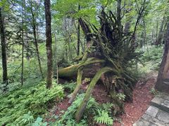 -五营红松林海景区