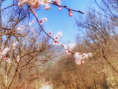 -北京鹫峰国家森林公园